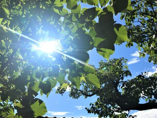日差し
